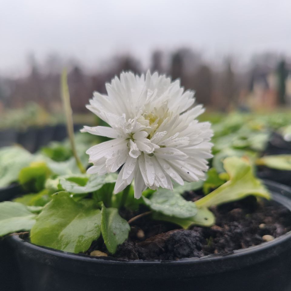 Если очень хочется, то можно… цвести и в ноябре 